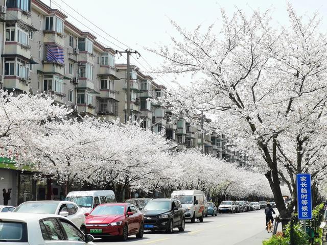 上海的樱花，真美！