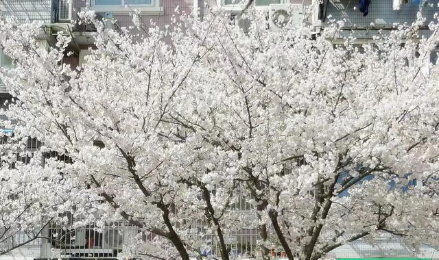上海的樱花，真美！